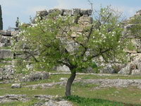 Türkei Pamukkale Baum